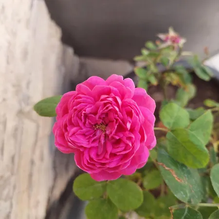 Aroma Dryos 加藤德雷