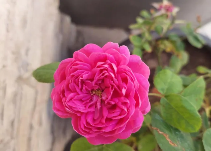 Aroma Dryos Kato Drys